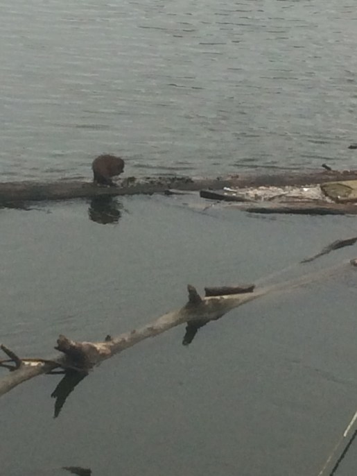That little bump on the log isn't just anything... THAT'S A RIVER OTTER!!!!!!!!!!!!