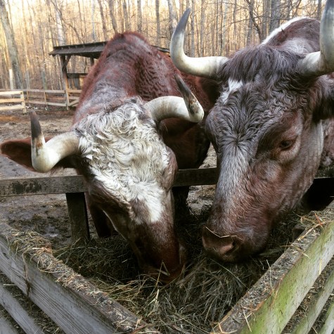 I found these two munching away at O'Bannon Woods State Park.